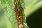 Long-jawed Spider (Tetragnatha bituberculata) (Tetragnatha bituberculata)